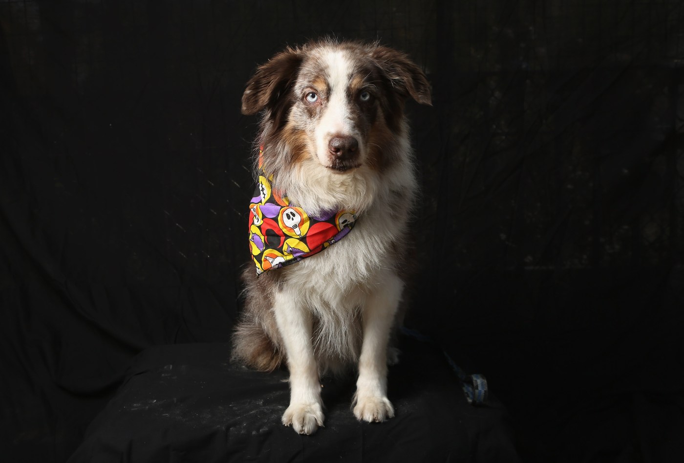 Why did 8-year-old Australian shepherd change nighttime behavior?