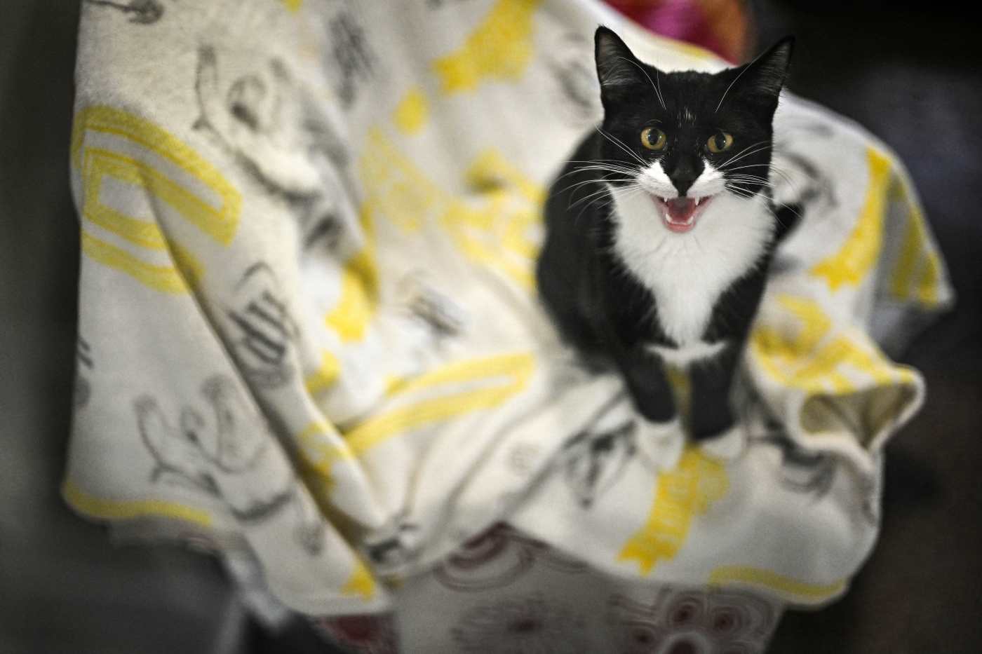 Mountain View cat freaked out by bully cat next door