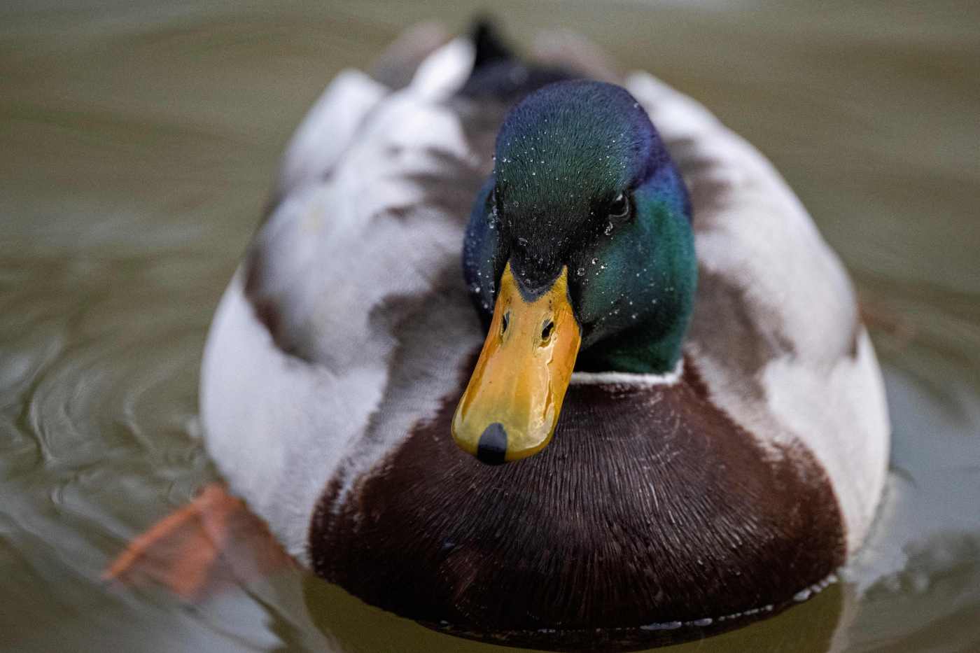 Joan Morris: Ducks thrive in Sunnyvale pool; their welcome is wearing thin