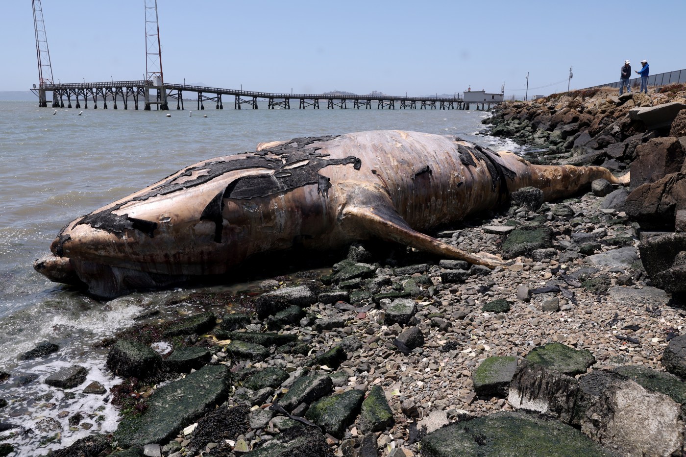 Two dead gray whales wash up in Richmond over last week