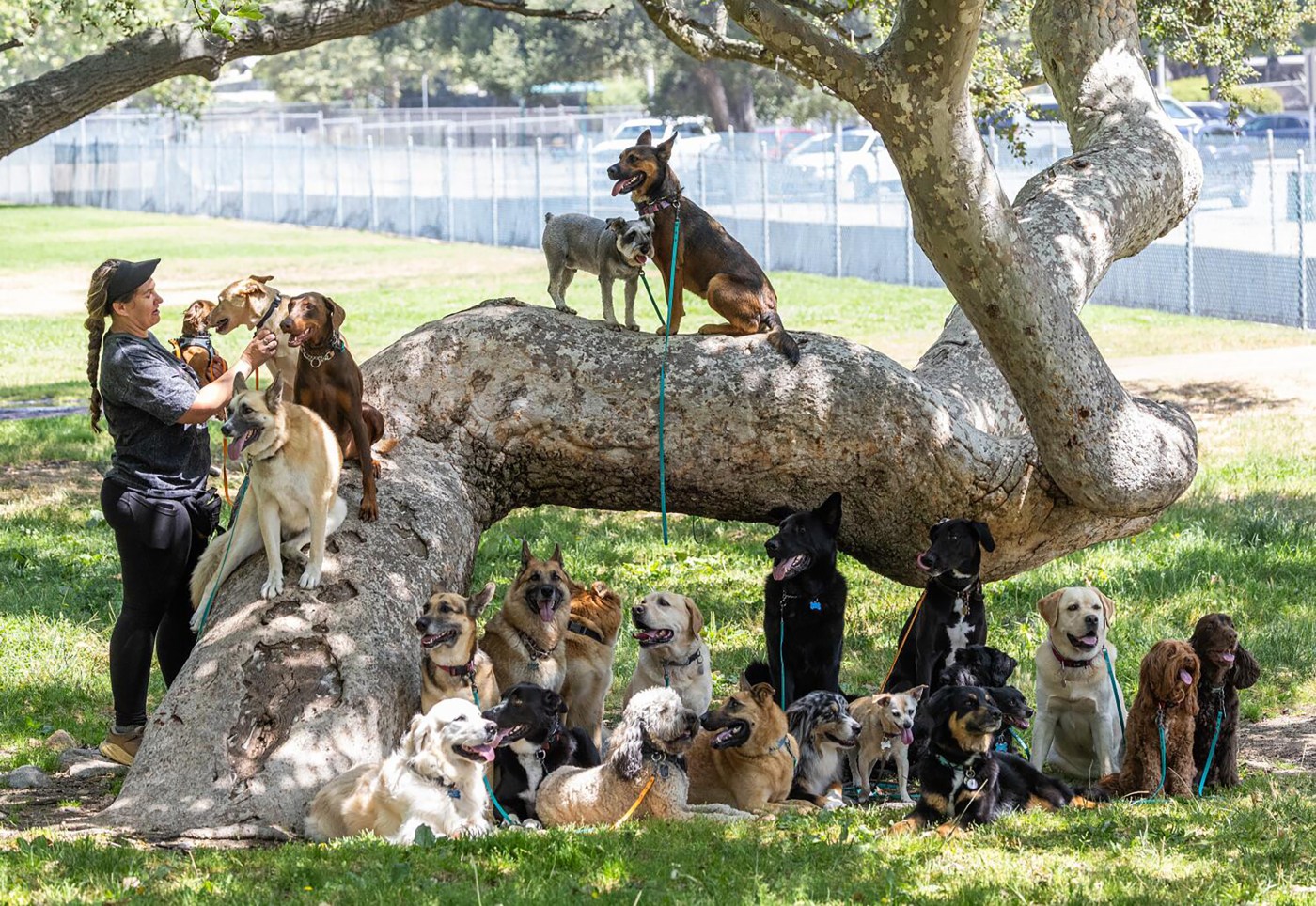Lopez: Months later, our pets still bear the costs of our fires