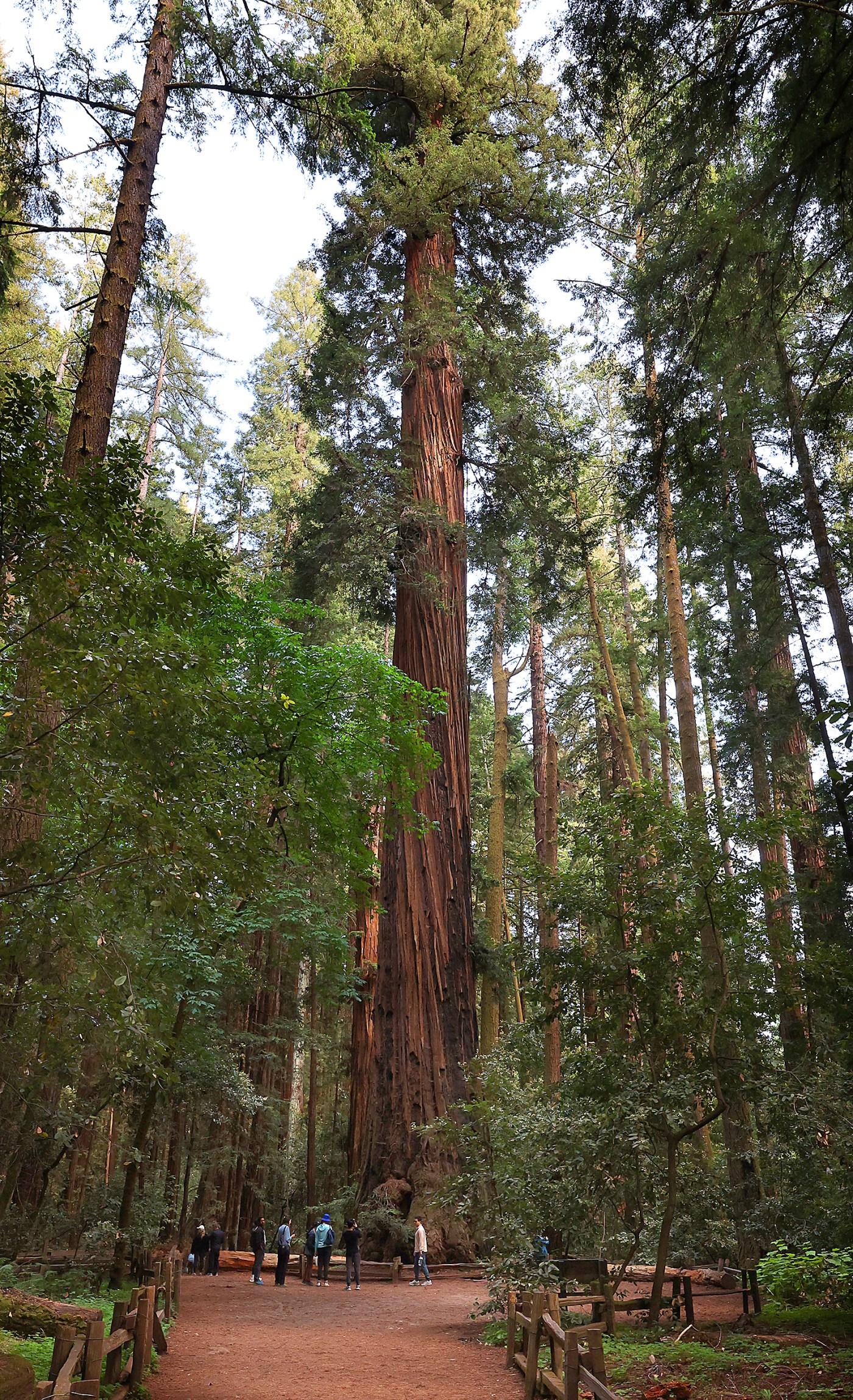 Henry Cowell Redwoods State Park campground to remain closed until 2026 season