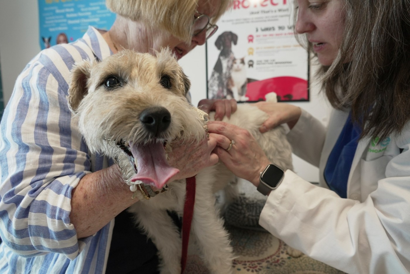 Growing tally of dogs and cats suffer from allergies, but there are ways to help