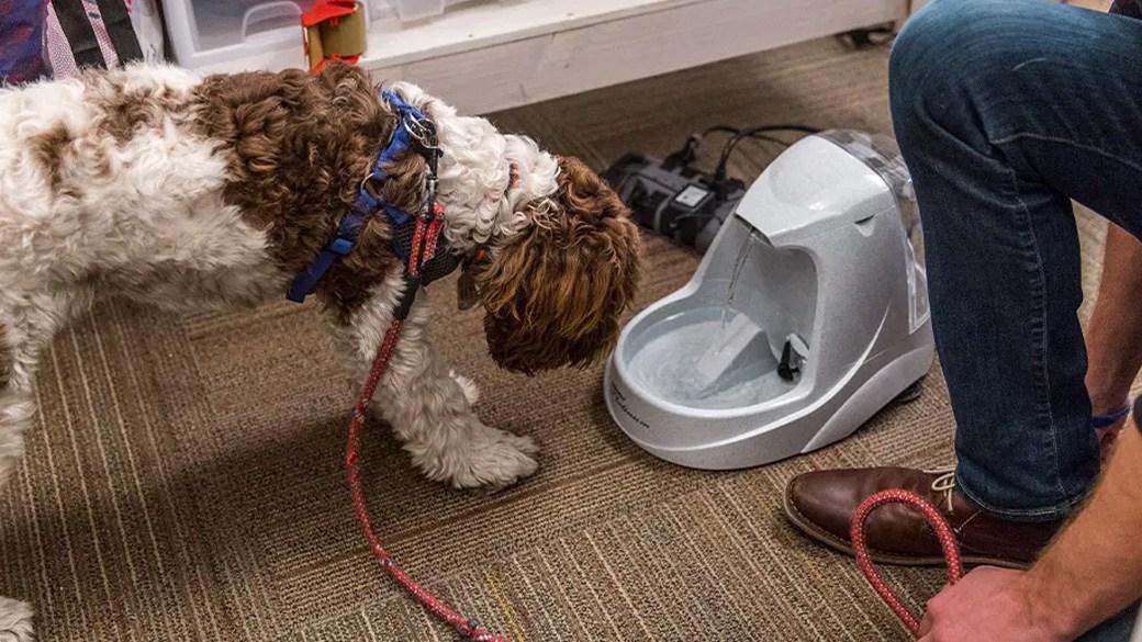Keep your pets hydrated with the best pet fountain