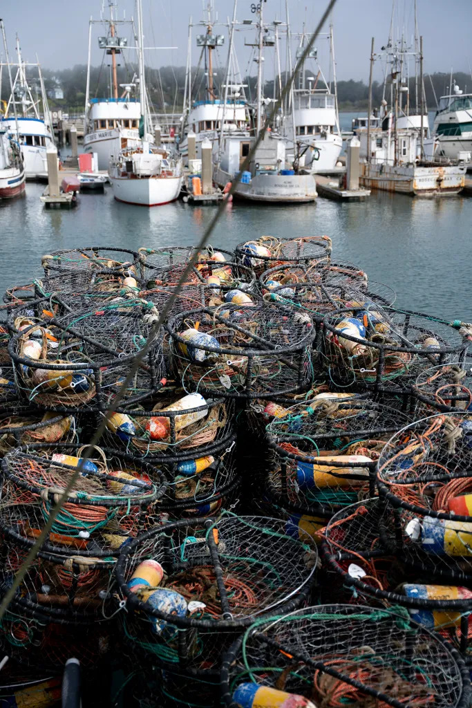 Young humpback tangled in crab gear near Humboldt Bay spurs crab season closure