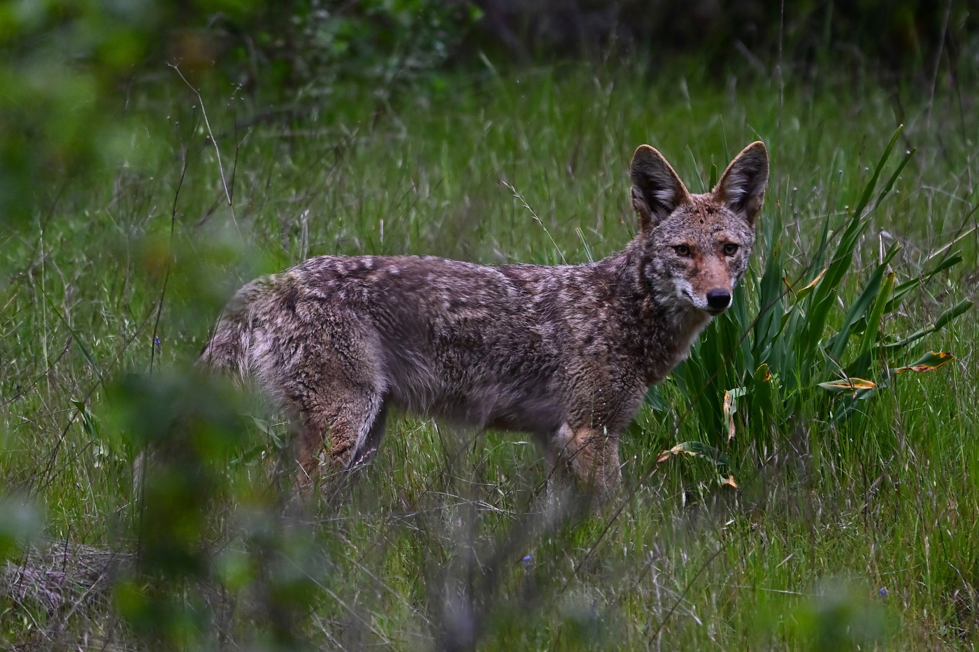 Coyote season is on. Here’s how to stay safe