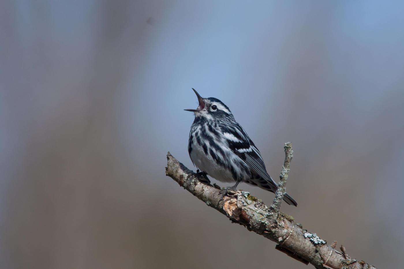 Why reducing outdoor noise is good for your garden and local wildlife