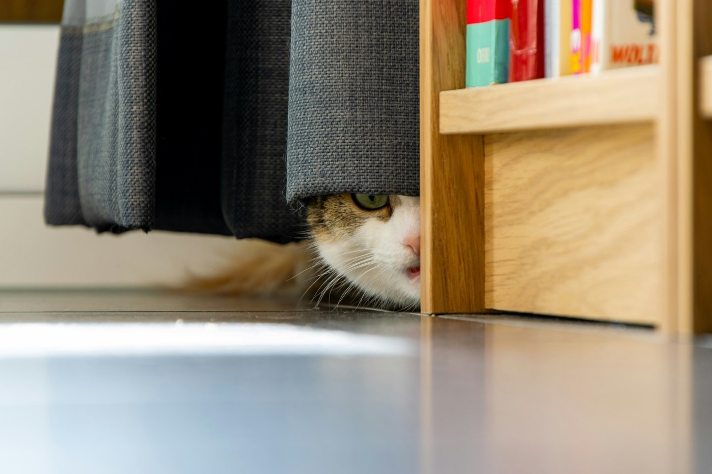 Keeping your pets safe, happy during Fourth of July
