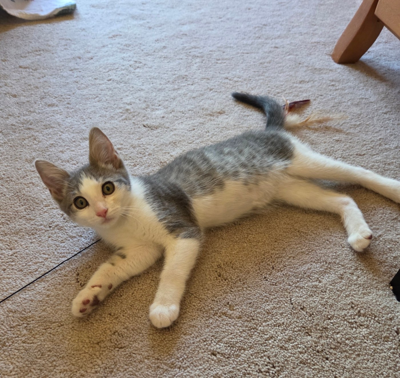 A kitten’s transformation in foster care