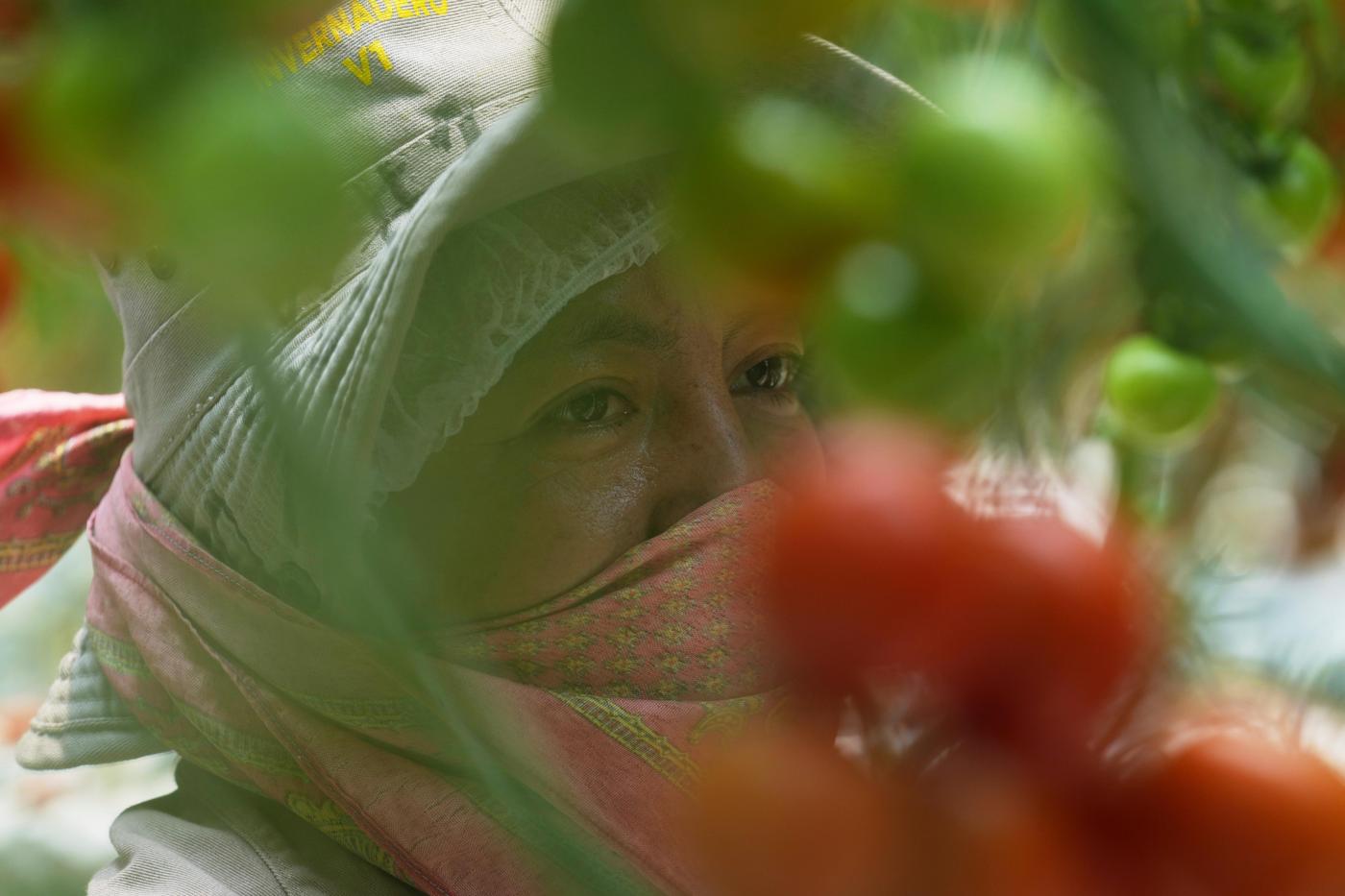 Here’s how a major Mexican tomato exporter is affected by Trump’s 17% tariff