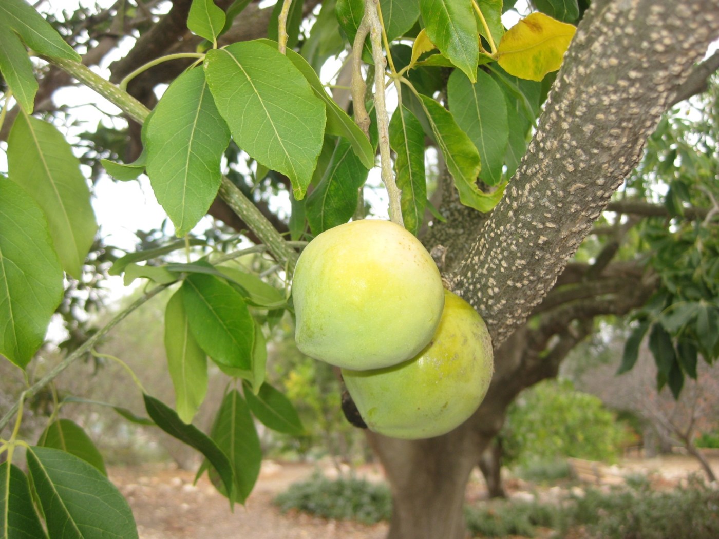 Why this ‘ice cream fruit’ tree might be a good addition to your garden