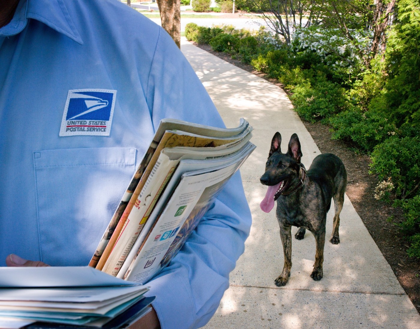 California postal workers ask, ‘Who let the dogs out?’