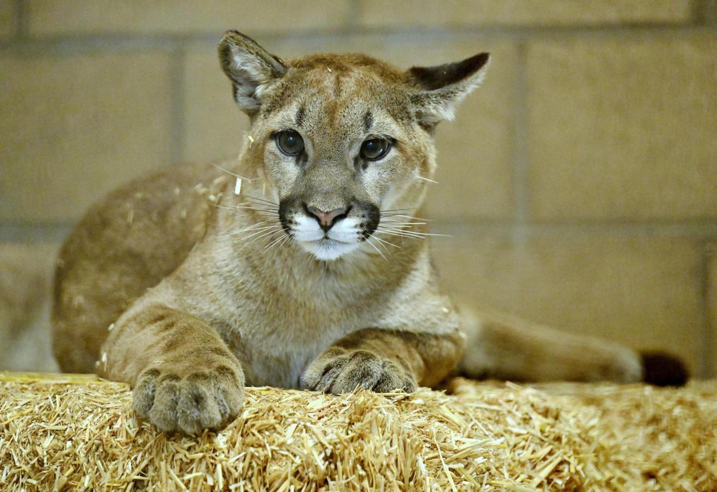 Letters: We must learn to co-exist with mountain lions