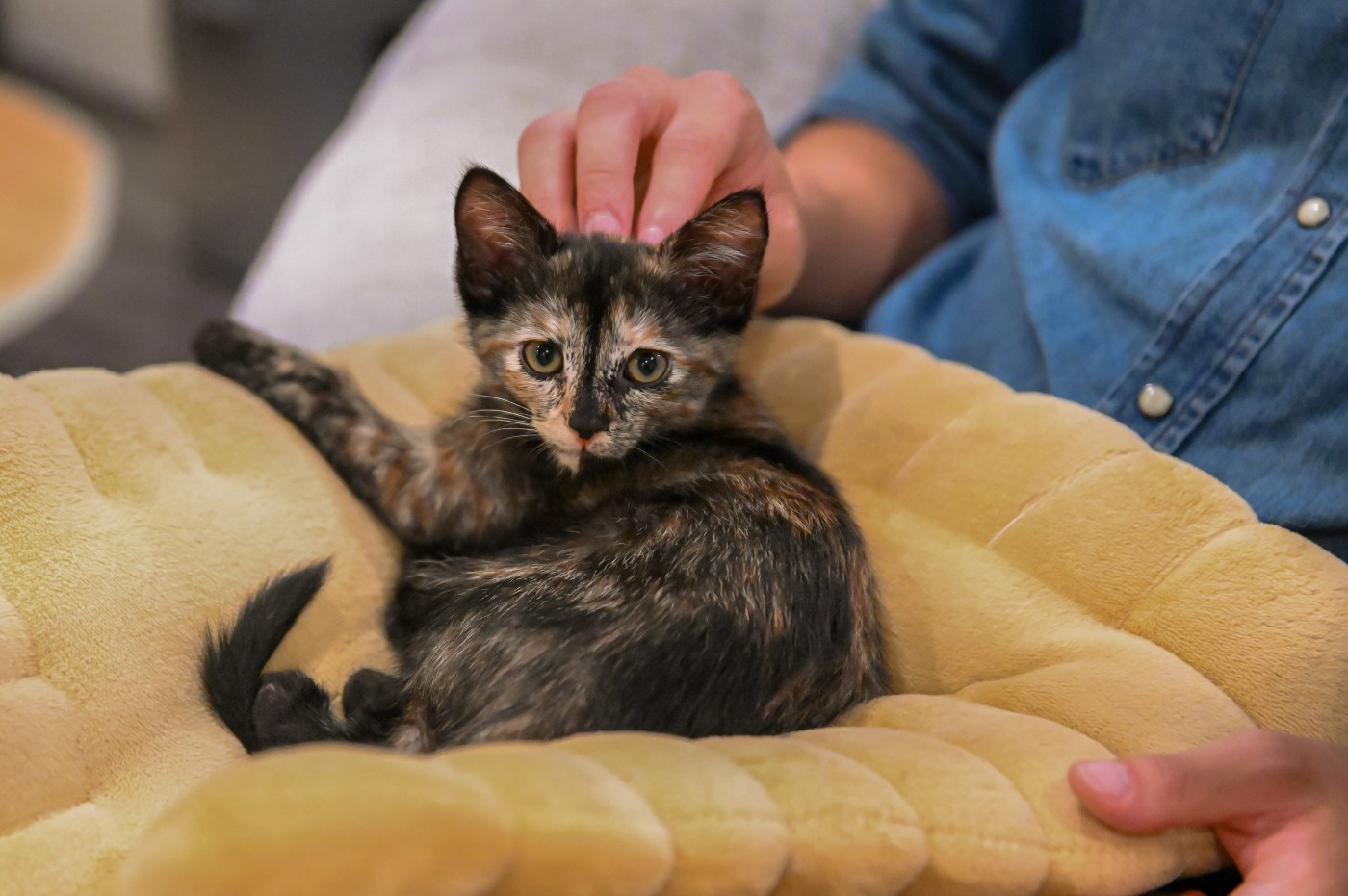 Santa Clara cafe combines cats, coffee and Korean culture
