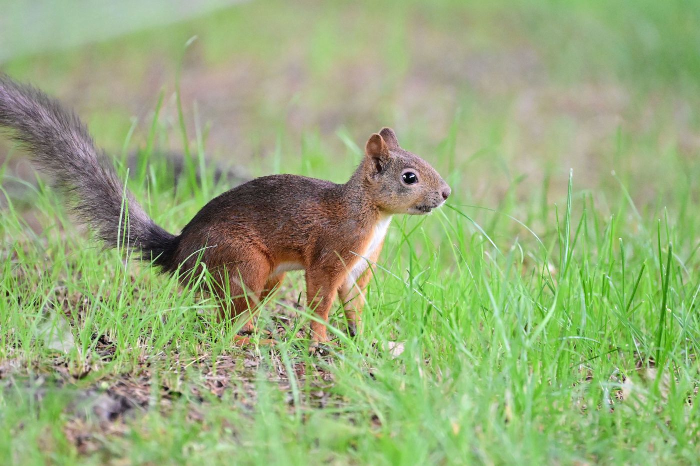 Why are squirrels chewing holes in a San Jose garden’s irrigation lines?