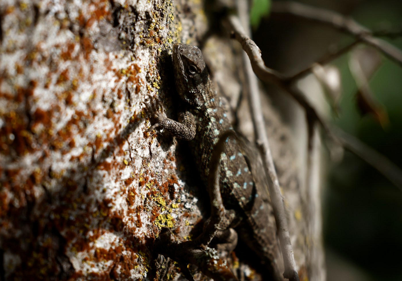 Lizards not welcome in Cupertino yard, but is that a mistake?