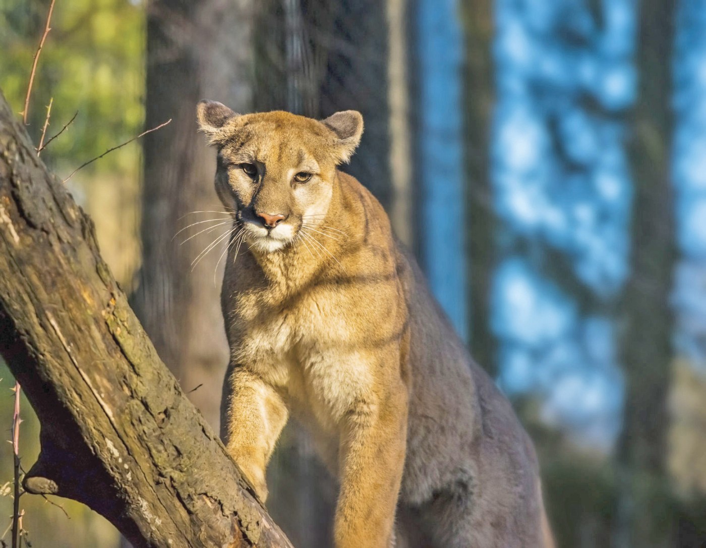 California is natural habitat for mountain lions. Here’s what you can do if you encounter one