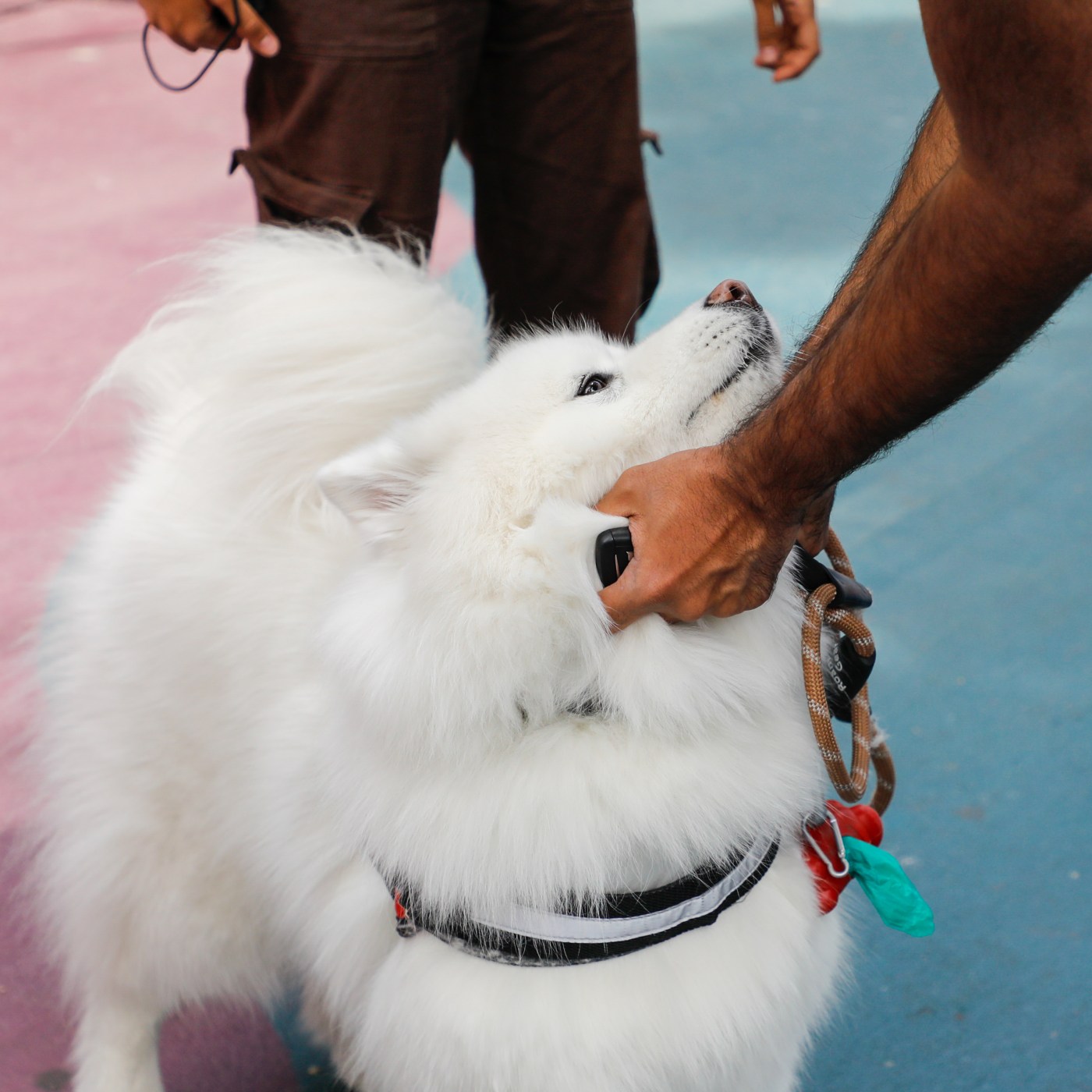 Furry friends get royal treatment at San Jose pet party