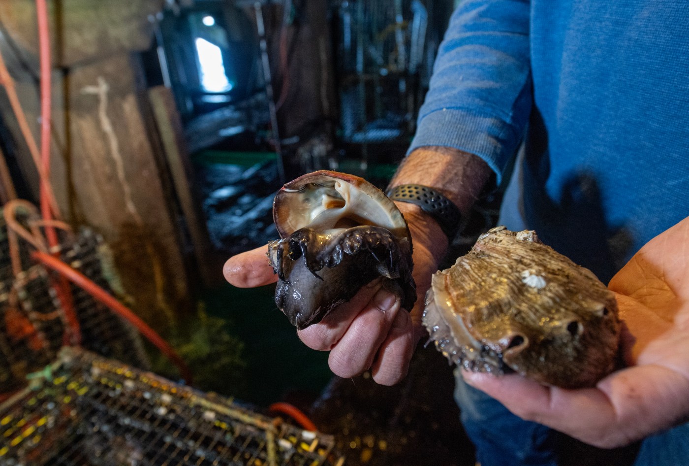 Monterey is holding its first-ever Abalone Festival (July 26-27)