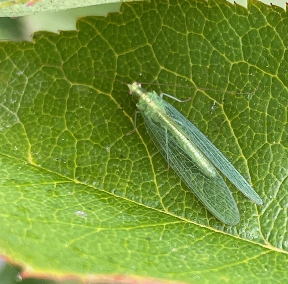 Buying friends? In the rose garden, you can