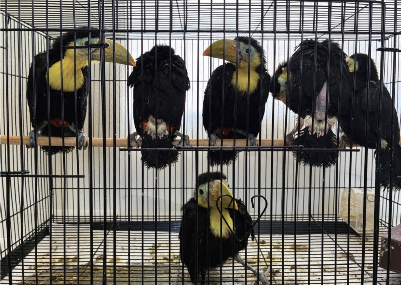 Man charged with smuggling bound, sedated toucans across California-Mexico border