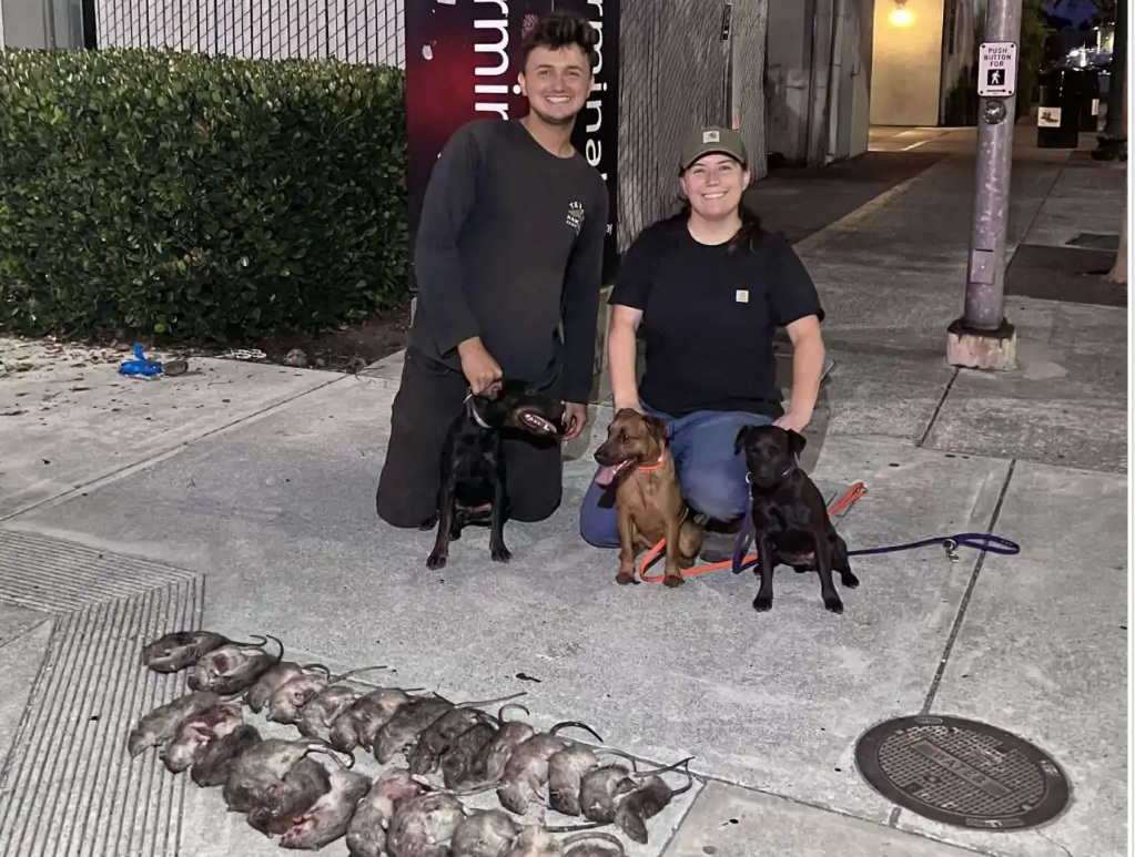 Team of rat-hunting terriers helps solve Bay Area city’s infestation problem