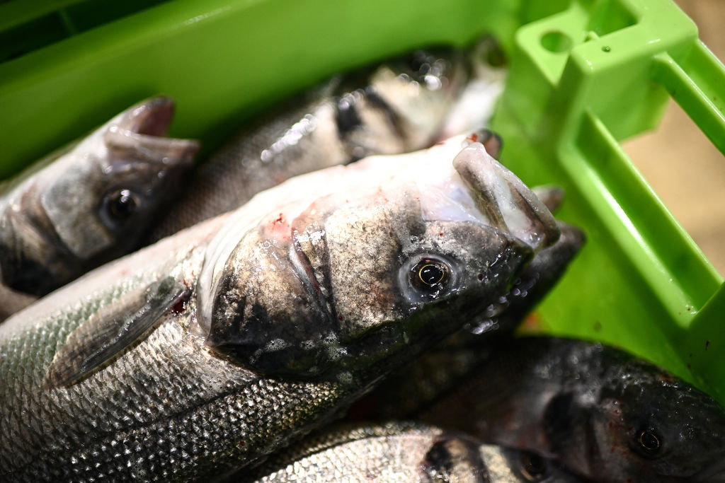This version of Miso Sea Bass is from a student’s cookbook