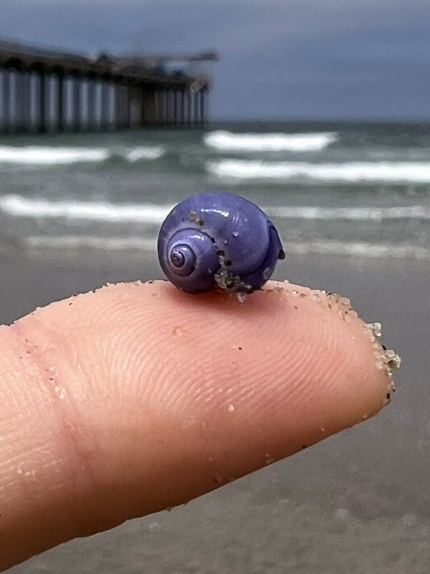 Exquisite, rarely seen purple sea snails ride warm currents off California coast