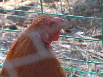 3,500 cockfighting birds seized in Southern California operation ‘Crowing Rooster’