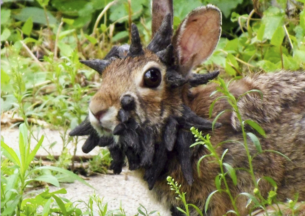 Why are Colorado rabbits growing tentacles and horns?