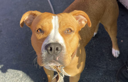 Still on the loose: Pit bull stolen from Oakland shelter before scheduled euthanization