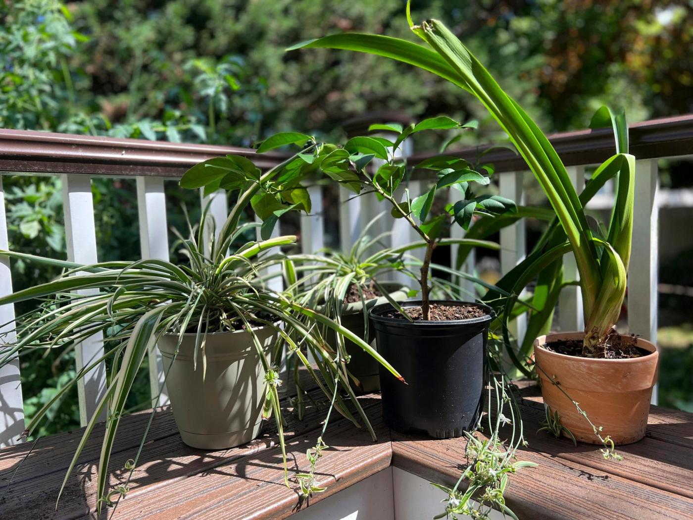 Here’s what you can do for your garden in late summer in the Bay Area