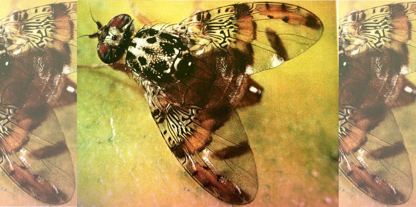 How to tell if your produce has been infected with one of the most damaging pests in the world