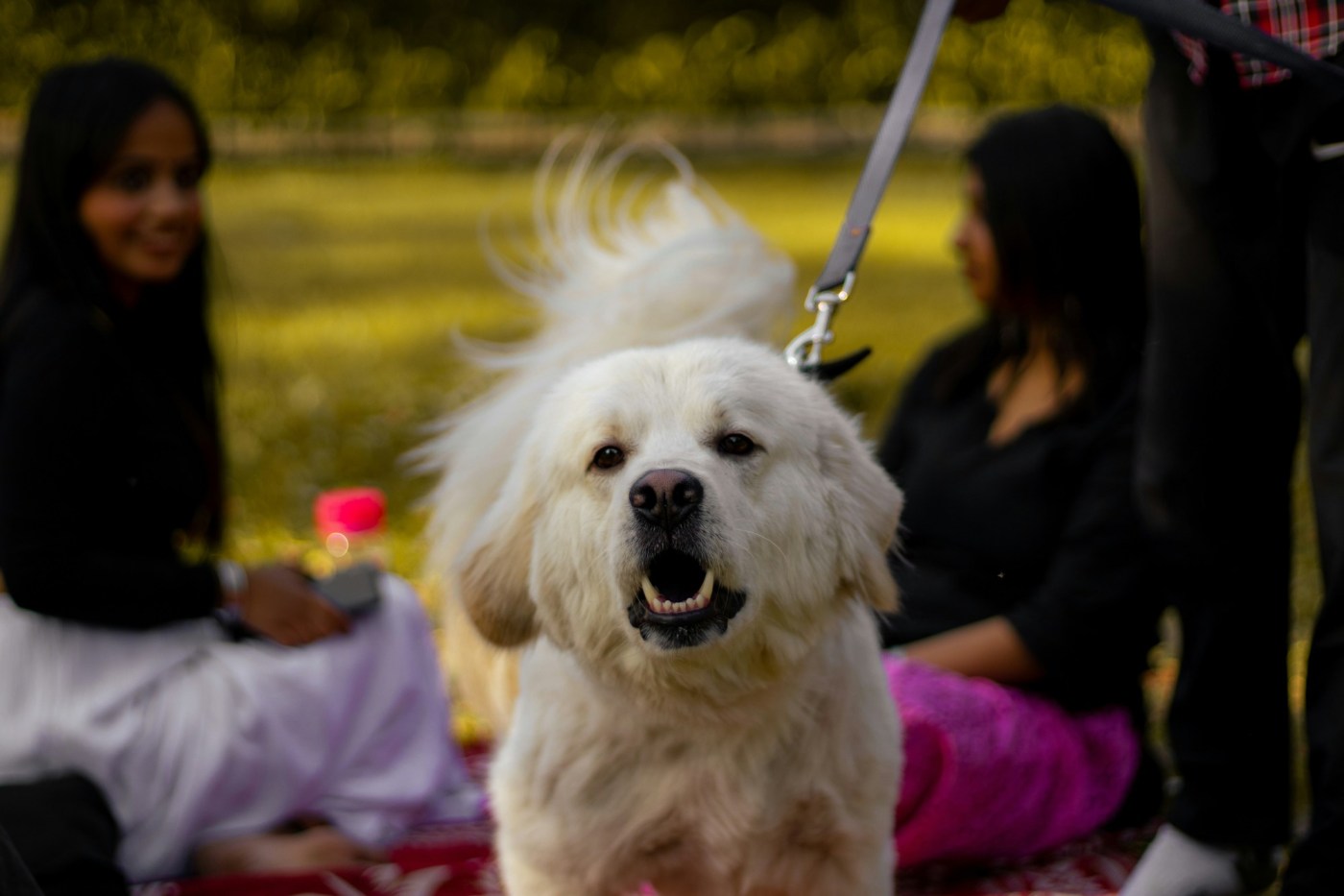 Have a reactive dog? Here’s how to help them