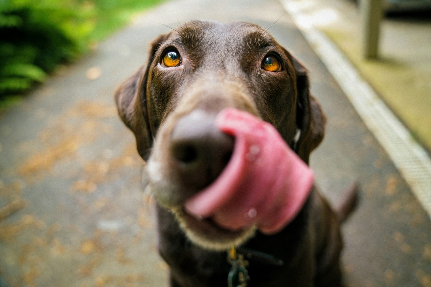 Understanding your dog’s body language