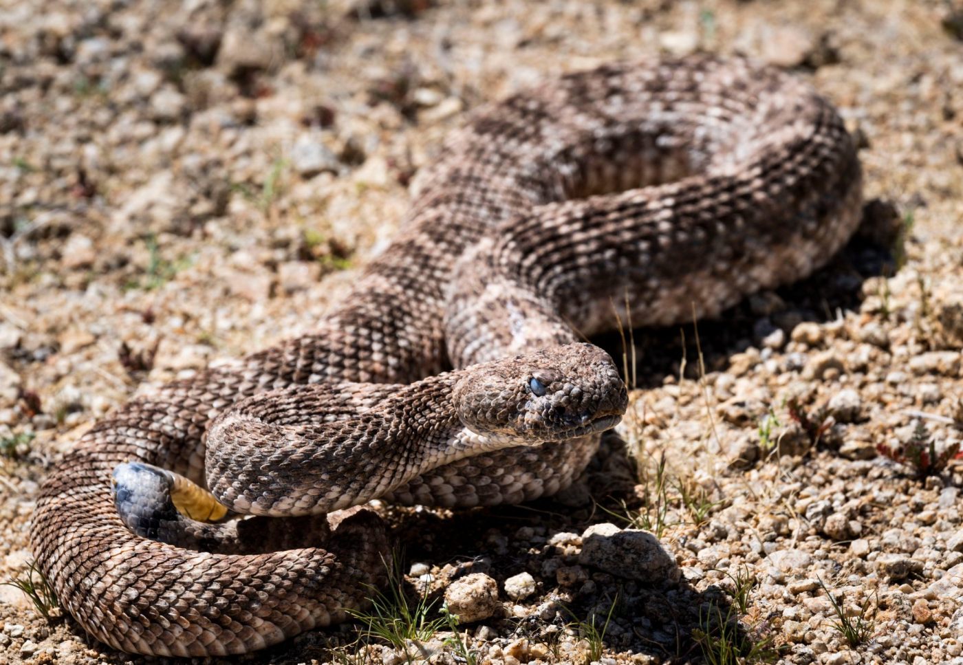 Here’s what to know if you encounter a snake in the Bay Area