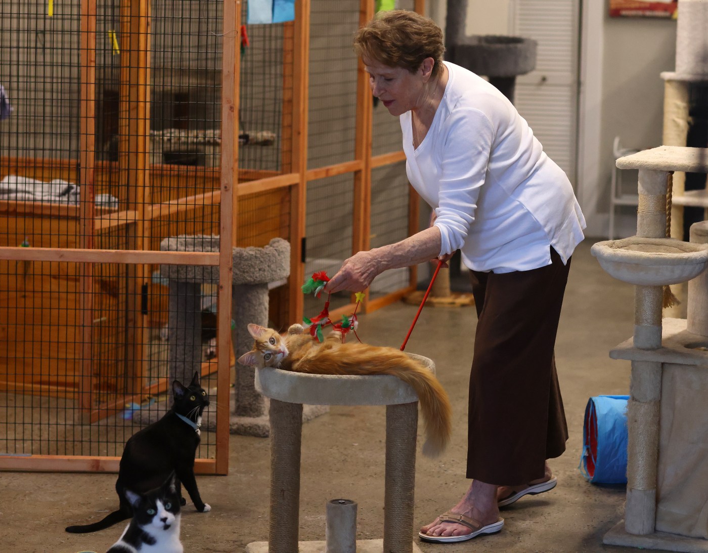 Walnut Creek ‘cat lady’ leads non-profit’s efforts to reduce cat overpopulation
