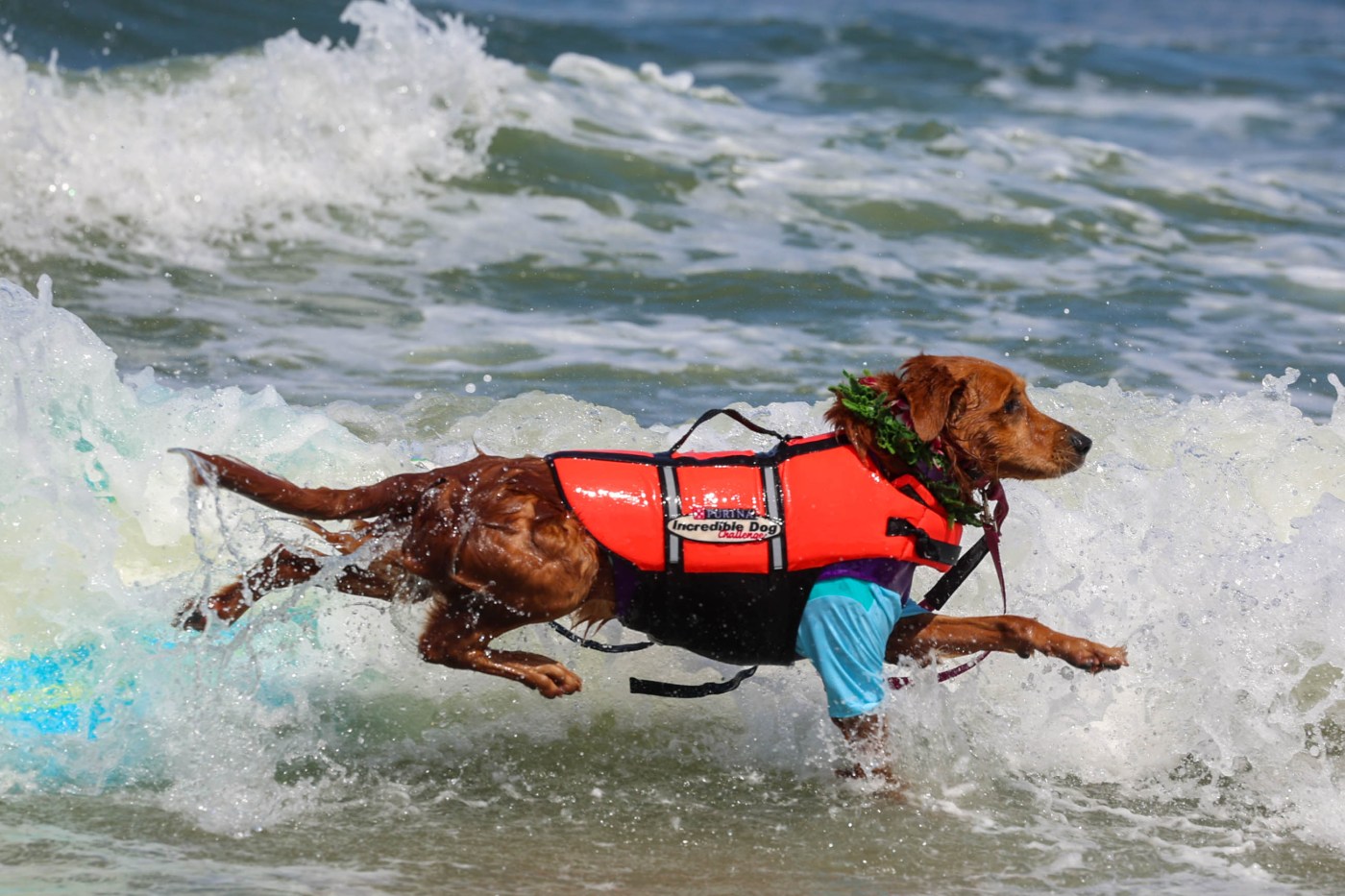 For Bay Area, a late summer blast of heat — but it will be cooler than anticipated
