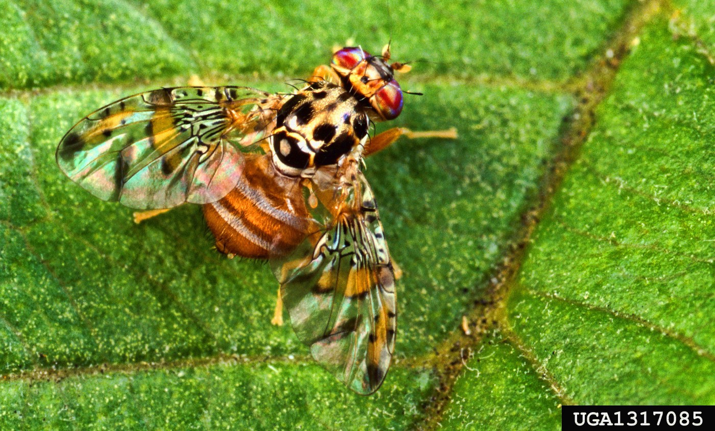 Parts of Santa Clara County placed under quarantine for invasive Mediterranean fruit fly