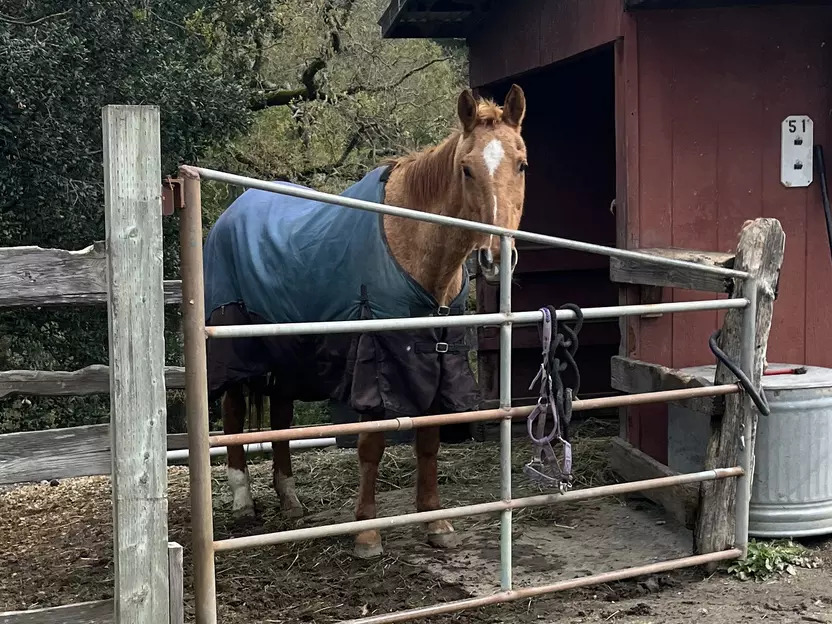 South Bay horse ranch manager charged with animal cruelty after horse’s death