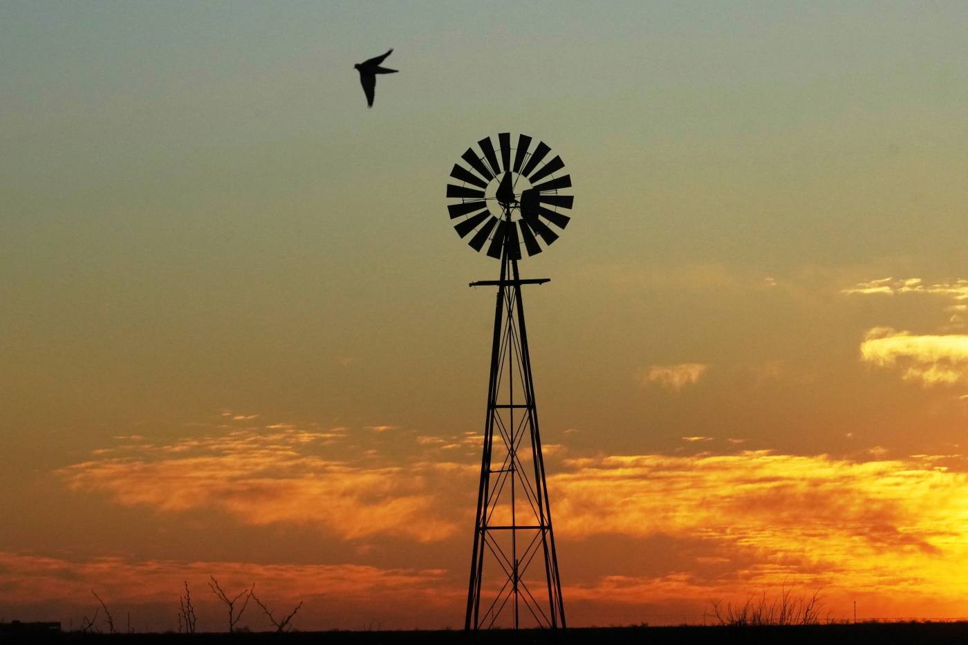 How dangerous are windmills to whales and birds?
