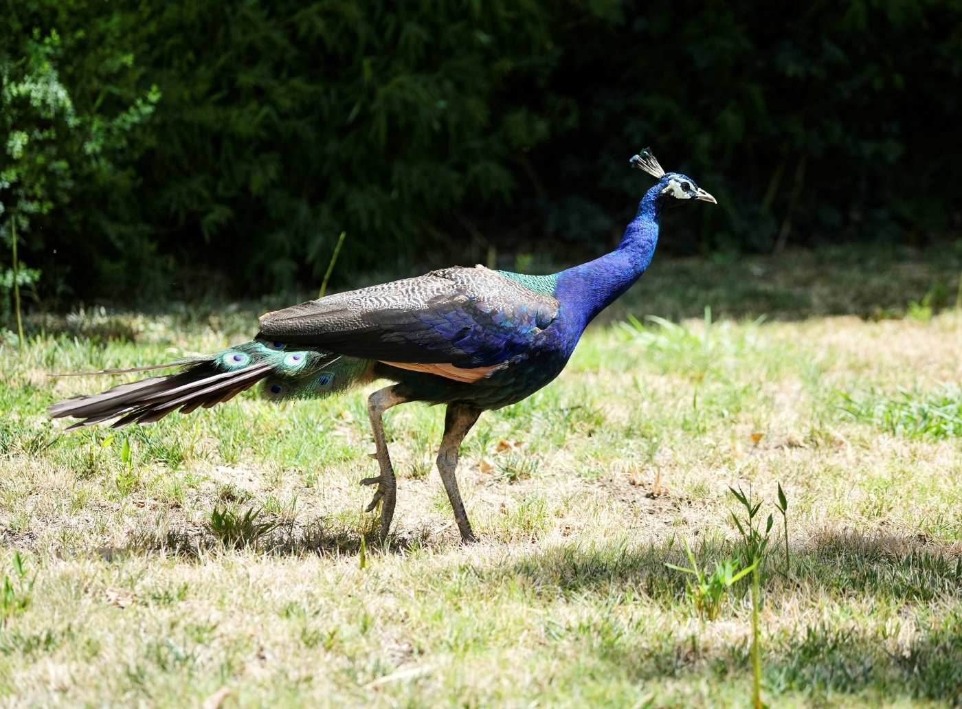 Did a Gold Country peacock and turkey make a love match?