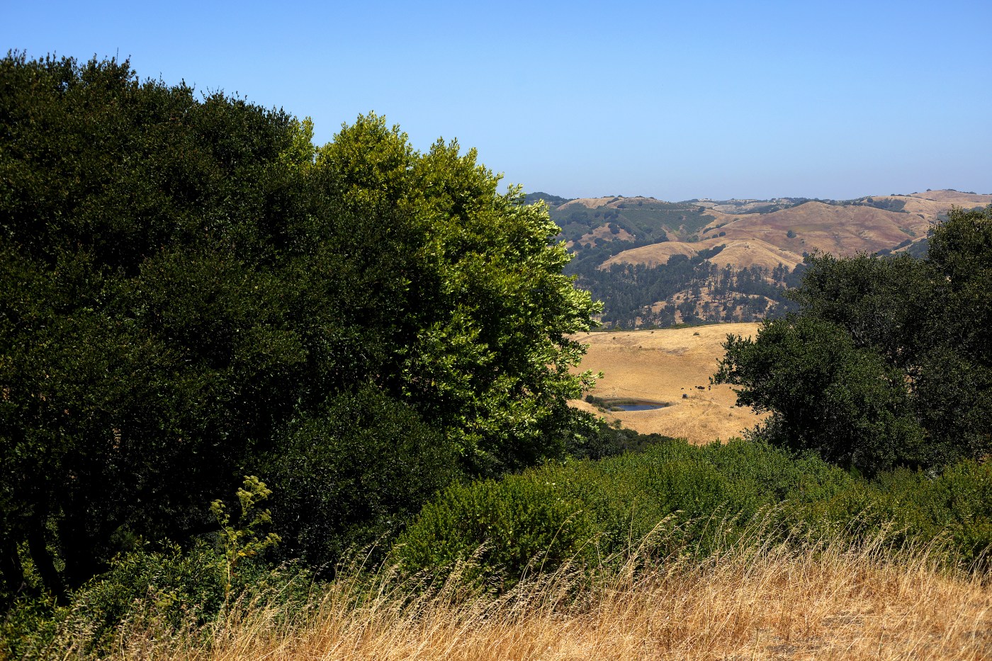 Hiking, swimming and farm animals: How to spend a day at Tilden Regional Park
