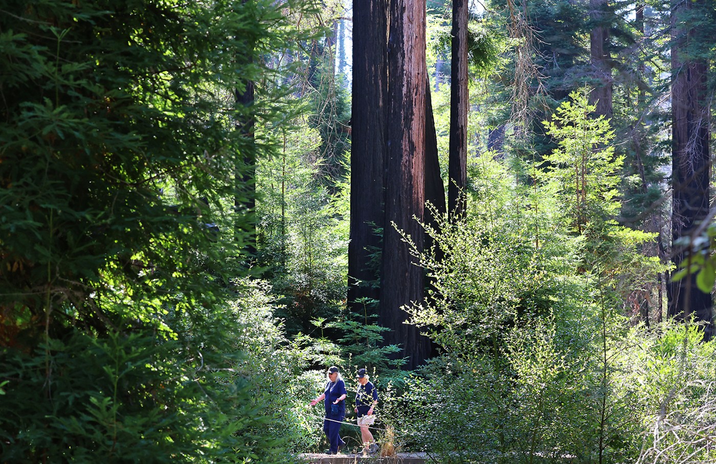 ‘A different experience’ imagined at Big Basin Redwoods State Park 5 years after the CZU fires
