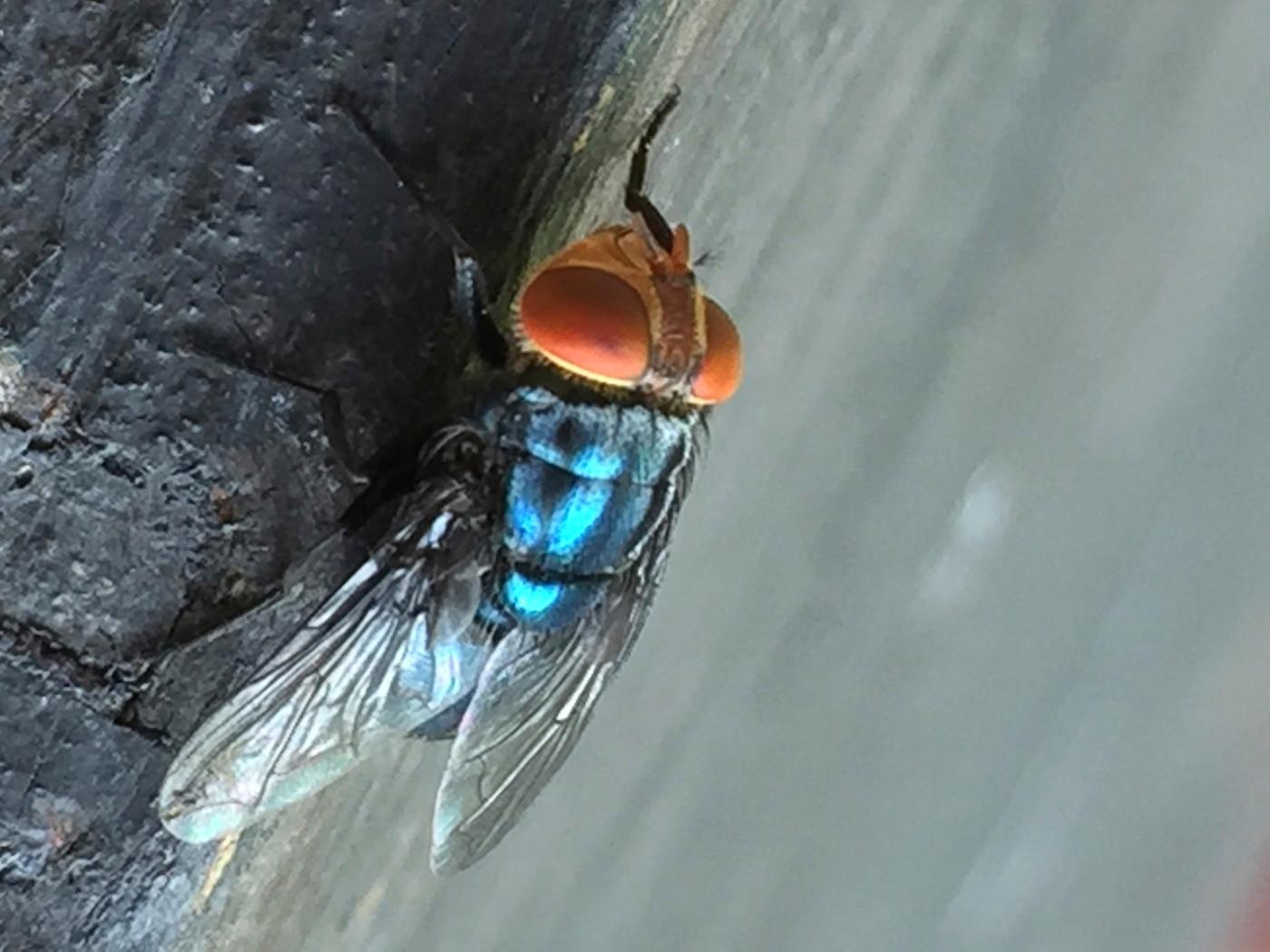 What you need to know about the flesh-eating screwworm in the U.S.