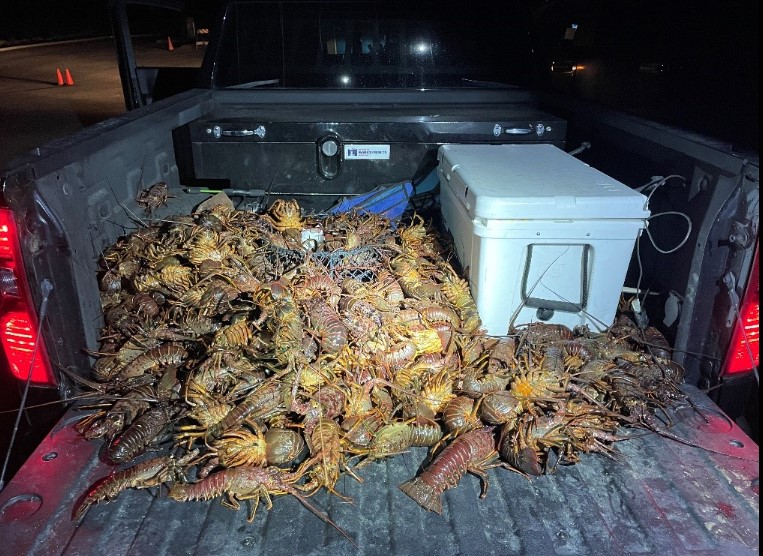 4 California divers cited after hundreds of illegally caught lobsters found in pickup
