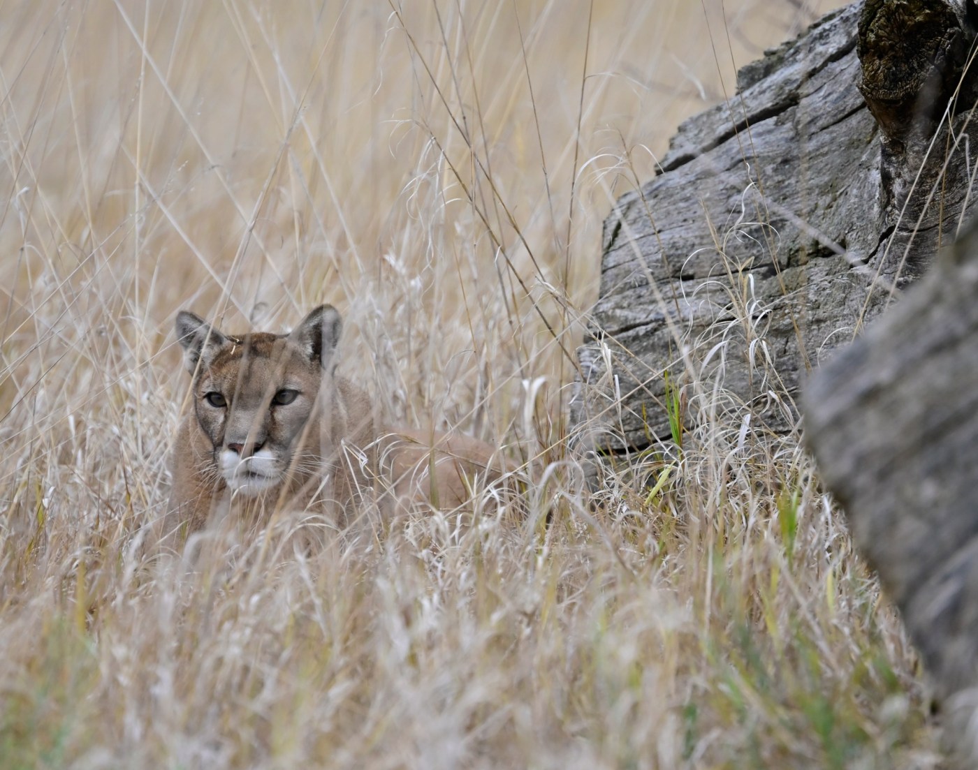Mountain lion attacks 11-year-old girl at California home