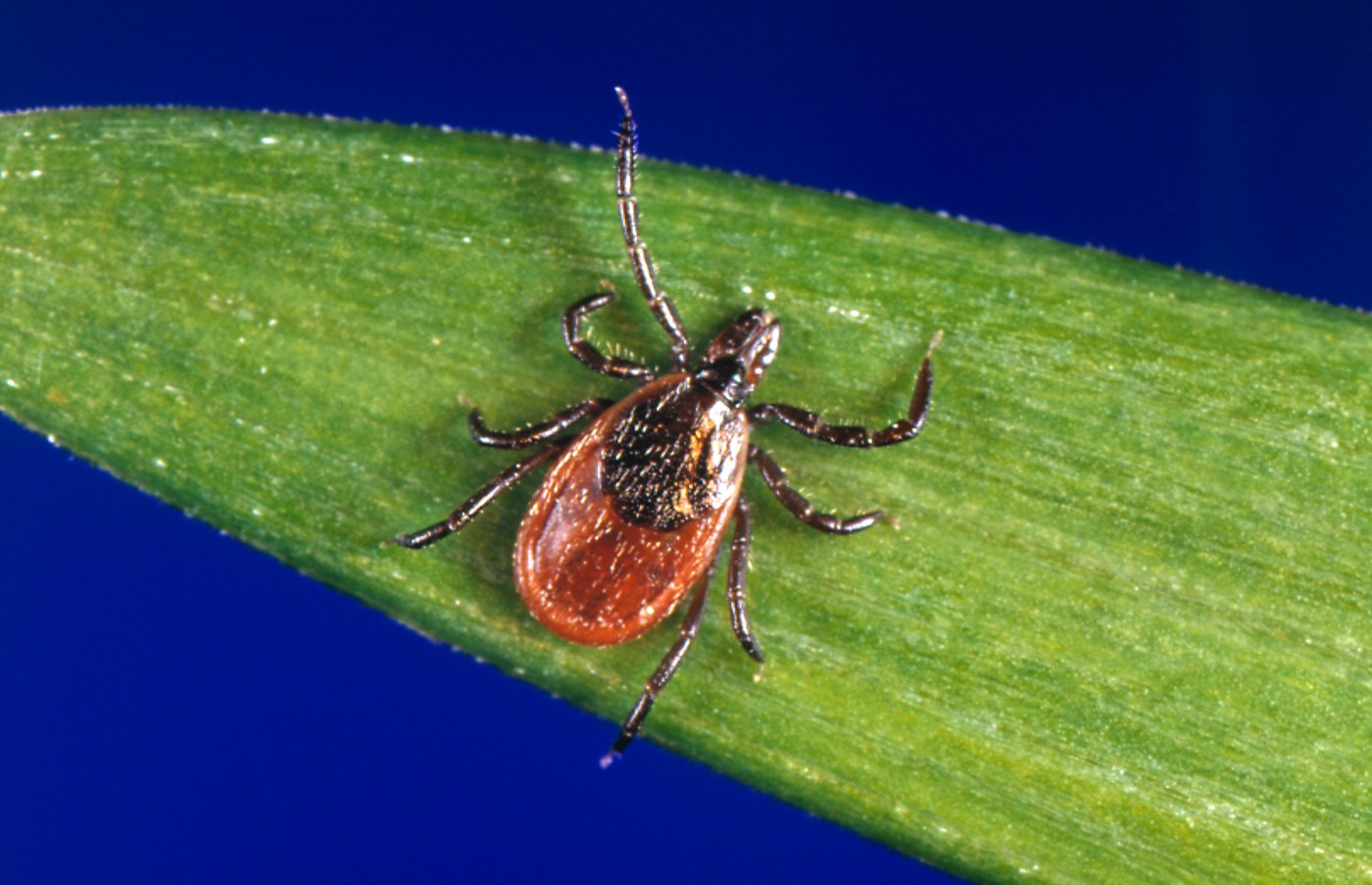 Yes, you can catch Lyme disease in California — particularly in Santa Cruz County