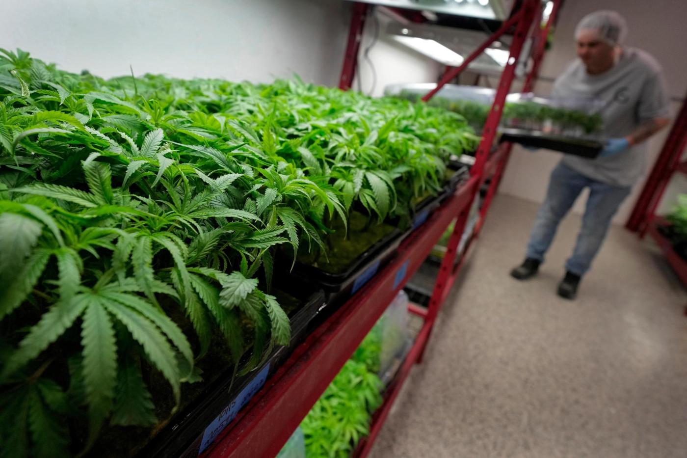 What to know about Trump’s potential change in federal marijuana policy