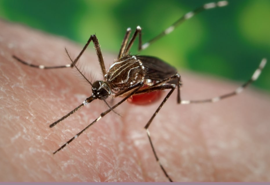 American crow with West Nile Virus infection found in Walnut Creek